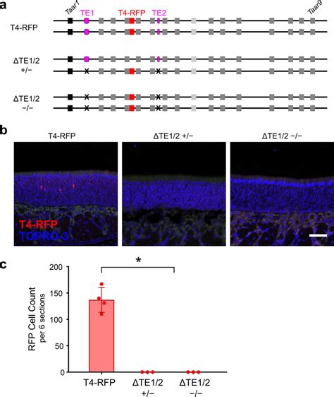 Te And Te Influence Taar Gene Expression In Cis Not Trans A Three