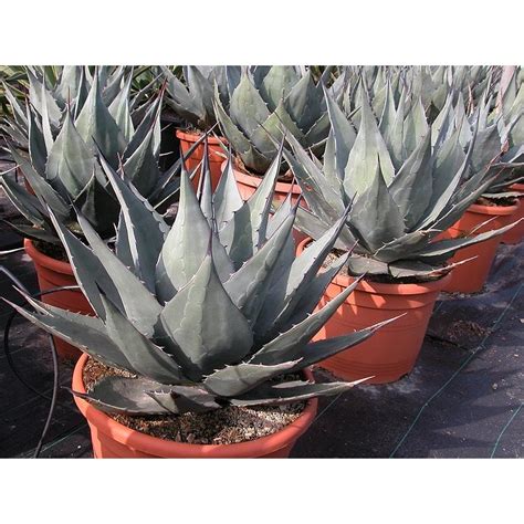 Agave Havardiana Origine Originaire Du Texas Du Nouveau Mexique