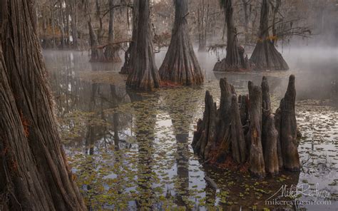 Bold Cypress And Tupelo Trees In The Swamps Of Atchafalaya River Basin