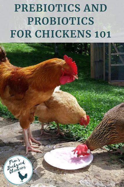 Prebiotics And Probiotics For Chickens Herbs For Chickens Food