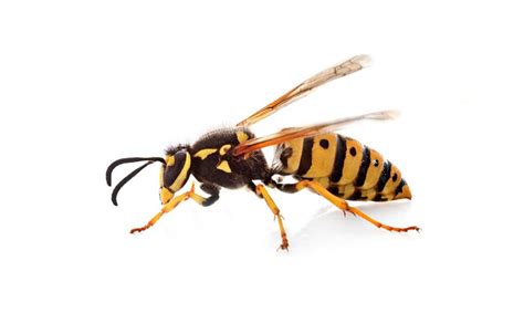 Are Yellow Jackets Poisonous Insight Pest Management