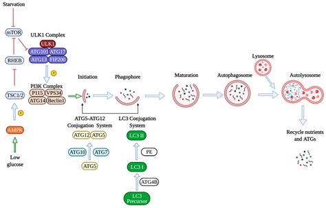 Ijms Free Full Text Epigenetic Regulation Of Autophagy In