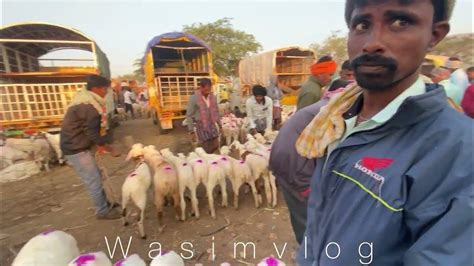 Amingad Sheep Gots Full Market Video Wasimvlog Amingad