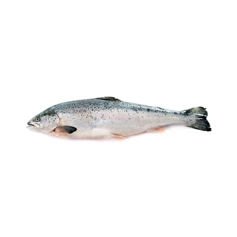 Uncut Air Flown Norwegian Salmonsalmon Trout Whole 4 45kg Wmart