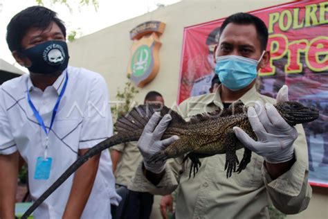 Penyelundupan Reptil Langka Antara Foto