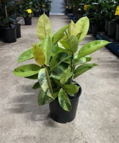 Ficus Shivereana Moonshine Variegated Rubber House Plant Rooted Well