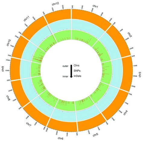 Circos Plots For The Chromosome Wise Distribution Of Unique SNPs And