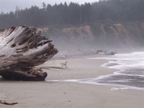 Beach 1 La Push, WA | La push washington, La push beach, Pacific northwest