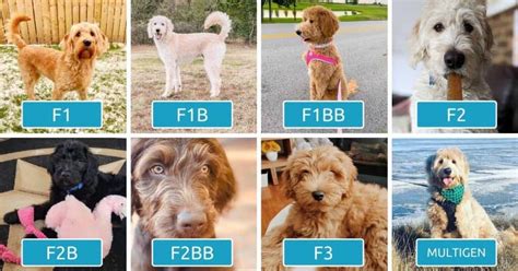 Labradoodle Generations Explained F1 F1b F1bb F2 F2b F2bb F3