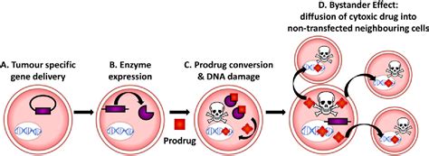 Figure From Nitroreductase Gene Directed Enzyme Prodrug Therapy