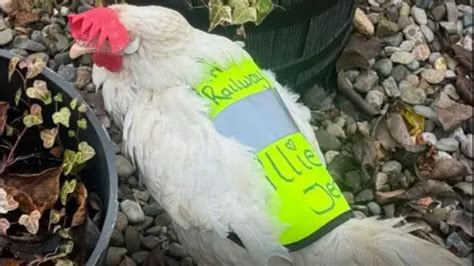 Gloucestershire In Pics A Link Road Hi Vis Chicken And Festive Fun