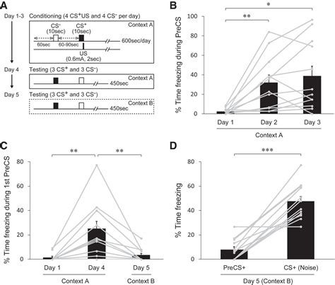 Cue Dependent Safety And Fear Learning In A Discriminative Auditory