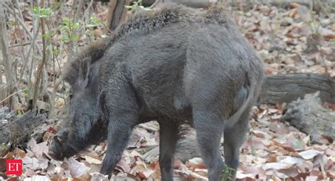 Anthrax Anthrax Outbreak In Kerala S Athirapilly Forest Nothing To