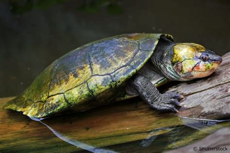 Why Is The Madagascar Big-headed Turtle Endangered?