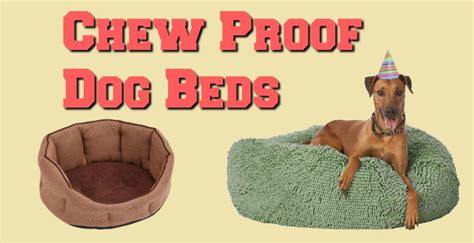 The Best Indestructible Chew Proof Dog Beds | Tough Doggy Beds