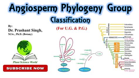 Angiosperm Phylogeny Group APG Classification For U G P G YouTube