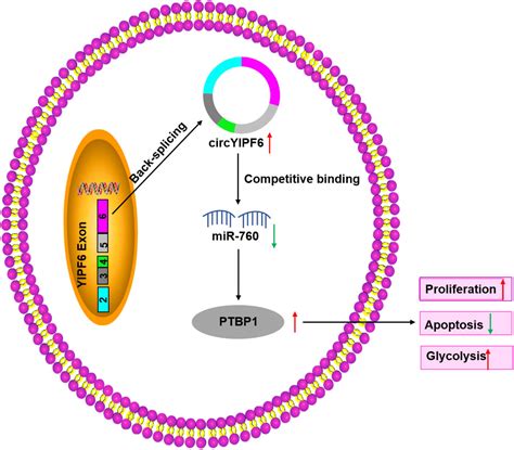 Circyipf Regulates Glioma Cell Proliferation Apoptosis And