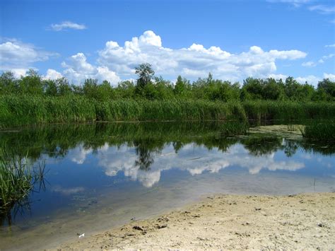 Free Images Landscape Sea Tree Marsh Wilderness Shore Pond