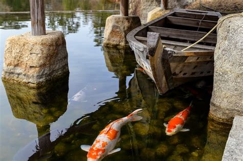 C Mo Mantener Peces Koi En Casa Consejos Y Cuidados Esenciales