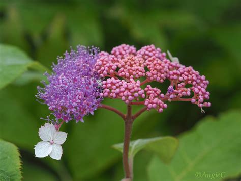 Hydrangea Aspera Rocklon Photo Credit To Angie Dawn Rflowers