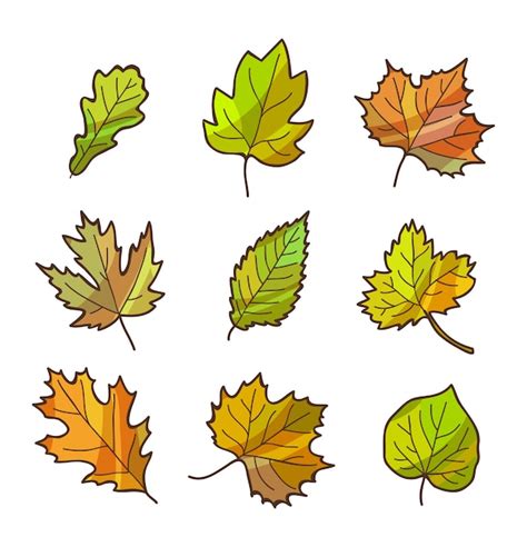 Premium Vector Autumn Or Fall Leaves Set Isolated On White Cartoon