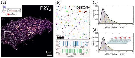 Megan Joseph Quantitative Super Resolution Imaging For The Analysis Of