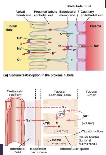 Phys Renal Flashcards Quizlet