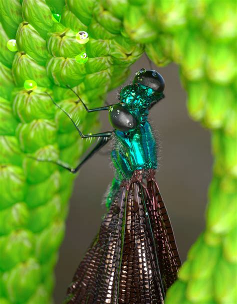 ZBrush 2021 Beta Project: Ebony Jewelwing Damselfly - ZBrushCentral