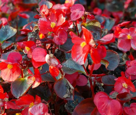 Begonia Wax Red Begonia Semperflorens Seeds