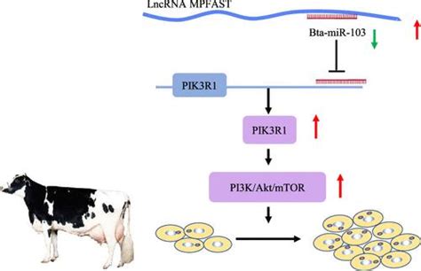 LncRNA MPFAST Promotes Proliferation And Fatty Acid Synthesis Of Bovine