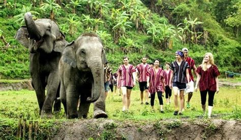 Chiang Mai Elephant Jungle Sanctuary Guide Trazy Blog