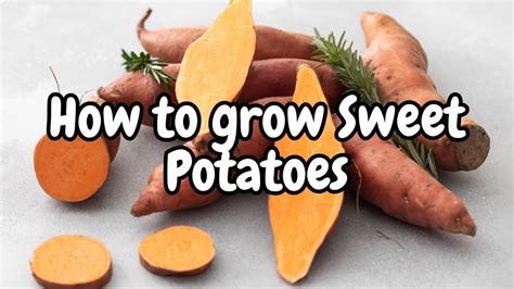 How To Grow Sweet Potatoes Grow Harvest Eat