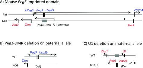 Schematic Representation Of The Mouse Peg3 Domain And Two Mutant