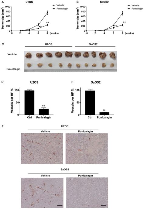 Punicalagin Attenuates The Malignant Growth Of Osteosarcoma Cells In