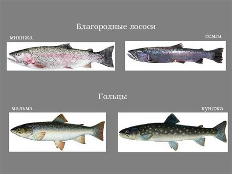 Чем отличается лосось от семги