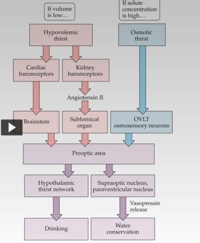 Homeostasis Flashcards Quizlet