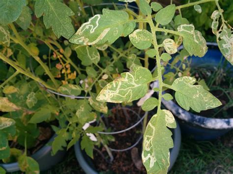 Tomato Plant Leaves Yellow With Brown Spots - Okejely Garden Plant