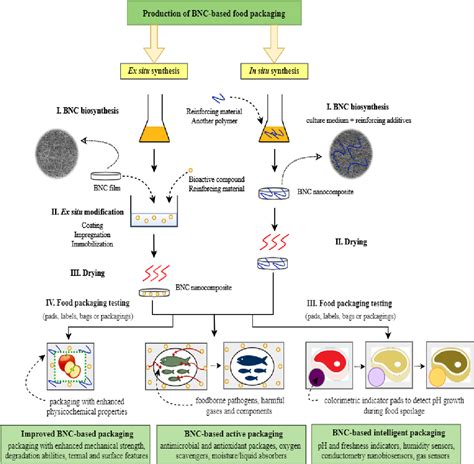 Figure 1 From Bacterial Nanocellulose—a Biobased Polymer For Active And