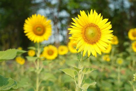 Sunflower Field Landscape. Sunflower Field Nature Scene Stock Photo - Image of summer, flora ...