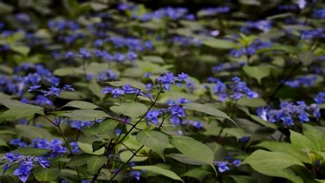 Premium Photo Close Up Of Purple Flowering Plants