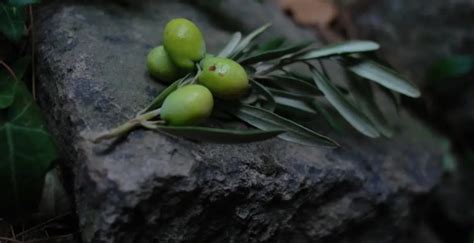 Shima Enaga Tiny Birds In Japan That Look Like Cotton Balls Nspirement