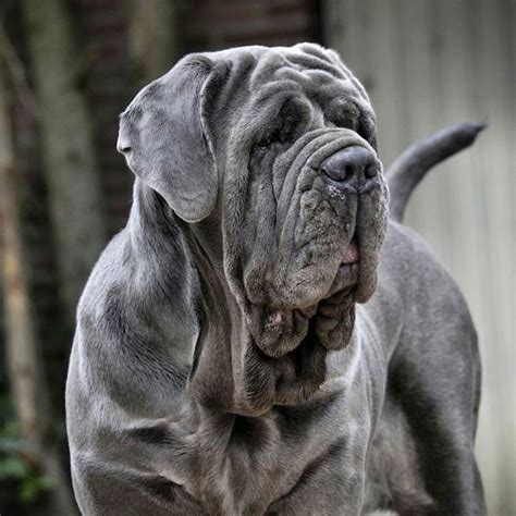 Neapolitan Mastiff | DinoAnimals.com