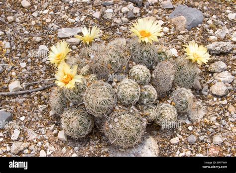 Sea Urchin Cactus Hi Res Stock Photography And Images Alamy