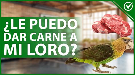 Puedo DARLE De Comer CARNE A Mi LORO Alimentos Prohibidos Y