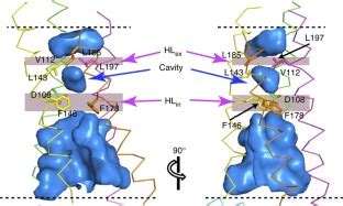 X Ray Crystal Structure Of Voltage Gated Proton Channel Nature