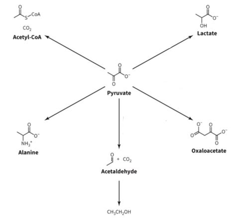 Diagram of Diagram: Fates of Pyruvate | Quizlet