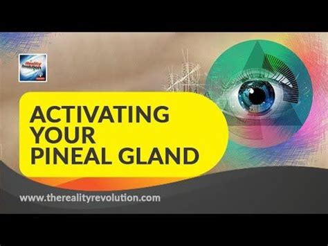 Activating your pineal gland | Pineal gland, Gland, Meditation music