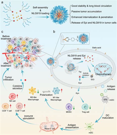 Schematic Illustration Of The Combined Action Of Chemotherapy And