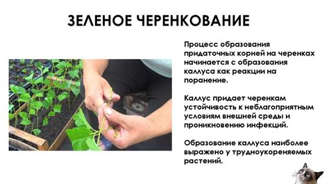Зелёное черенкование - online presentation