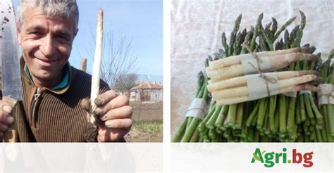 От личен опит: Как се отглеждат аспержи у нас | Agri.BG